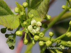 Viburnum propinquum