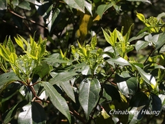 Viburnum propinquum