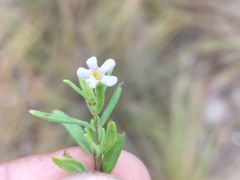 Chaenostoma hispidum