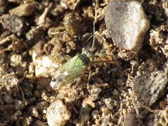 Conostethus venustus