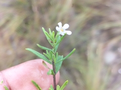 Chaenostoma hispidum