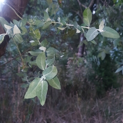 Eucalyptus cinerea