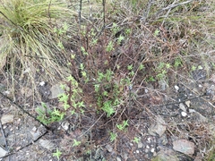 Chaenostoma hispidum