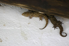 Chondrodactylus turneri