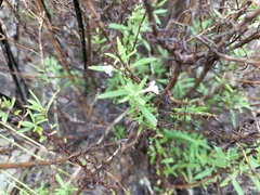 Chaenostoma hispidum