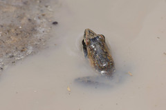 Ptychadena anchietae