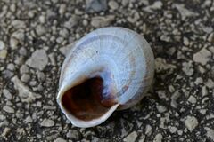 Otala punctata