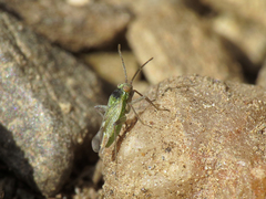 Conostethus venustus