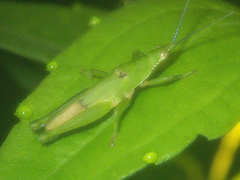 Tagasta