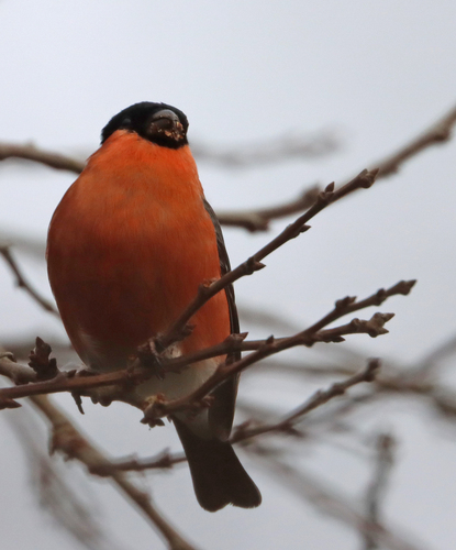 British Bullfinch