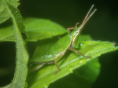 Tagasta
