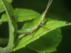 Tagasta