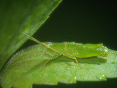 Tagasta