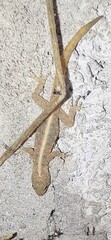 Cnemaspis mysoriensis