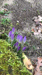 Crocus tommasinianus