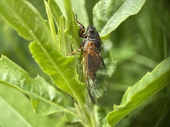 Cicadetta montana