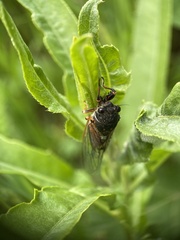 Cicadetta montana