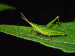 Tagasta