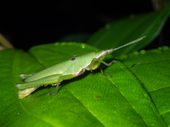 Tagasta