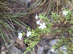 Chaenostoma hispidum