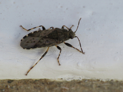 Heterogaster urticae