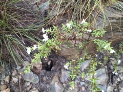 Chaenostoma hispidum