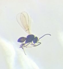 Scelioninae
