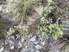 Chaenostoma hispidum