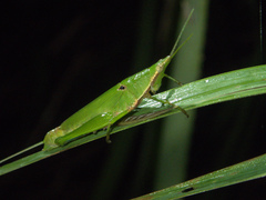 Tagasta