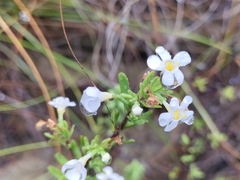 Chaenostoma hispidum