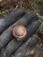 Aegista
