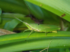 Tagasta