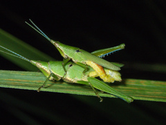 Tagasta