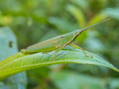 Tagasta