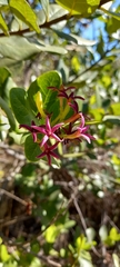 Bonyunia antoniifolia