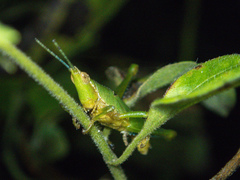 Tagasta