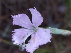 Dianthus albens