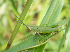 Tagasta