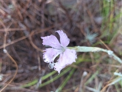 Dianthus albens