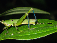 Tagasta