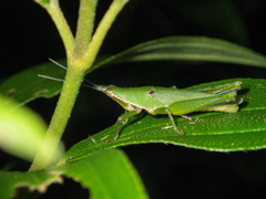 Tagasta