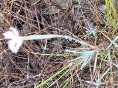 Dianthus albens