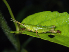 Tagasta