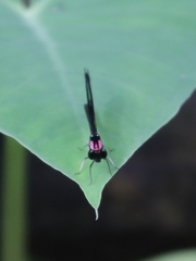 Heliocypha fenestrata