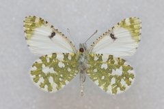 Euchloe tagis