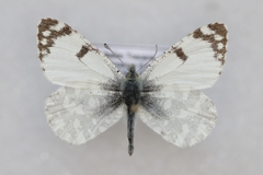 Euchloe tagis