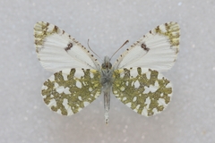 Euchloe tagis