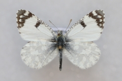 Euchloe tagis