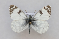Euchloe tagis