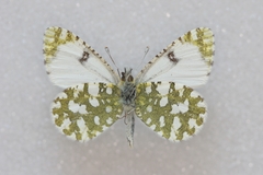 Euchloe tagis